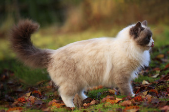 Картинка животные коты хвост профиль пушистый длинношерстный