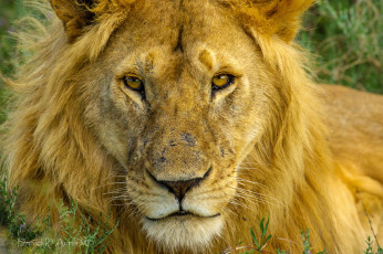 Картинка животные львы портрет молодой
