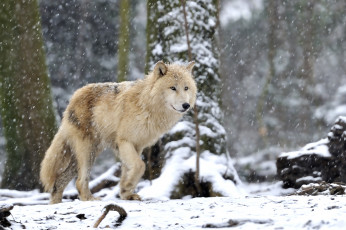 Картинка животные волки белый
