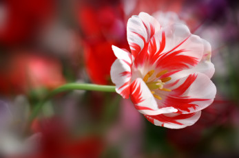 Картинка цветы тюльпаны лепестки стебель наклон
