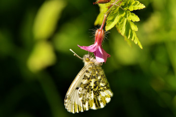 Картинка животные бабочки цветок макро