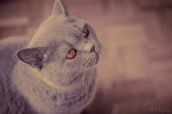 Картинка животные коты британская короткошёрстная