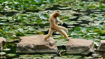 Картинка животные обезьяны белощекий гиббон камни листья водоём переход