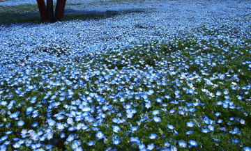 Картинка цветы немофилы вероники голубой много