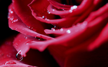 Картинка цветы розы красная макро капли роза