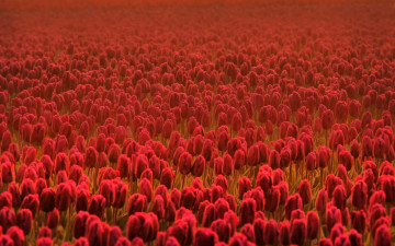 Картинка цветы тюльпаны поле карсные