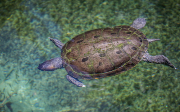 Картинка животные Черепахи вода