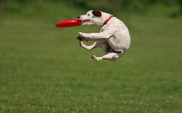 Картинка животные собаки собака прыжок тарелка