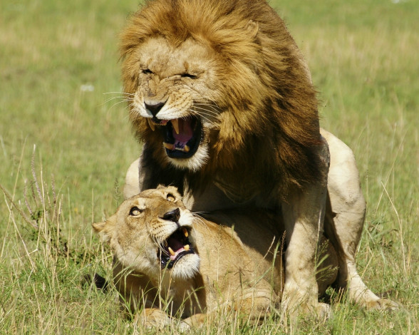 Обои картинки фото животные, львы, царь, зверей, дикие, кошки, любовь, ужас, львица