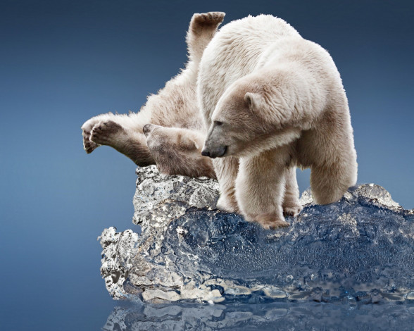 Обои картинки фото животные, медведи, белые, льдина, лёд
