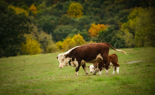 Обои картинки фото животные, коровы, буйволы, корова, телёнок