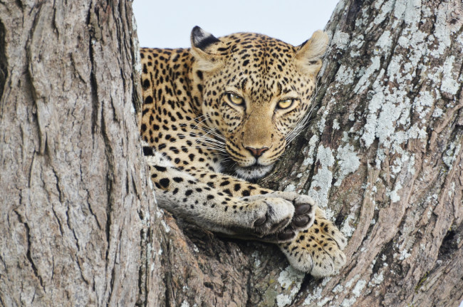 Обои картинки фото животные, леопарды, дикая, кошка, хищник, дерево, взгляд