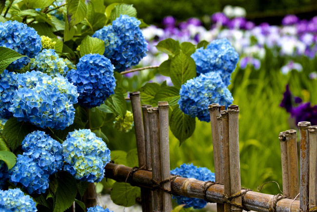 Обои картинки фото цветы, гортензия, заборчик, голубой