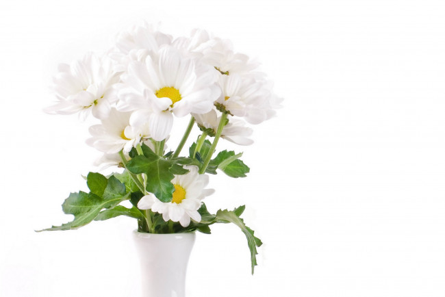 Обои картинки фото цветы, хризантемы, ваза, ромашки