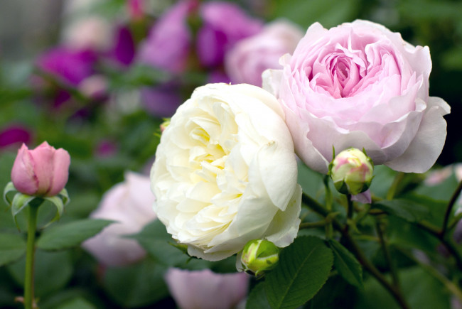 Обои картинки фото цветы, розы, парочка, красавицы