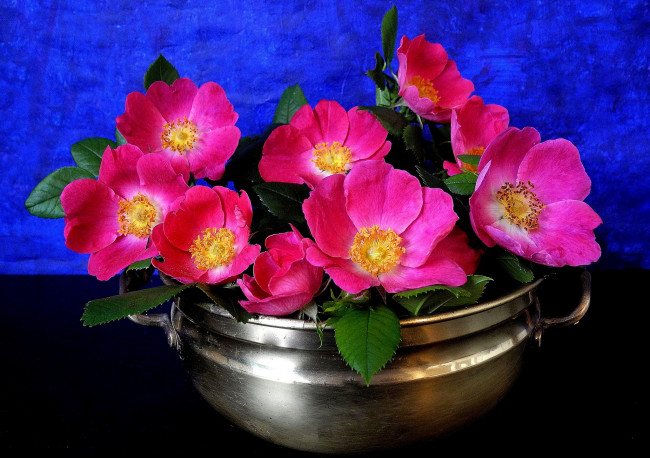 Обои картинки фото цветы, шиповник, розовый, яркий, миска