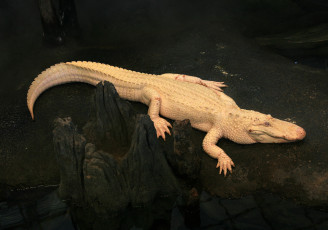 Картинка животные крокодилы альбинос крокодил