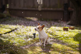 Картинка животные собаки собака друг сад весна