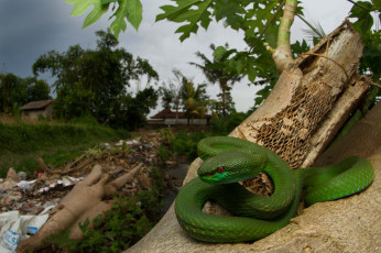 Картинка животные змеи +питоны +кобры зеленая змея