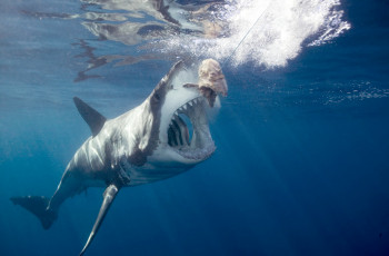 Картинка shark животные акулы рыбы море хищник акула