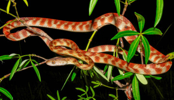 Картинка животные змеи +питоны +кобры змейка листва