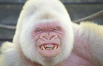 Картинка животные обезьяны альбинос горилла