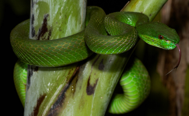 Обои картинки фото животные, змеи,  питоны,  кобры, змея, зеленая