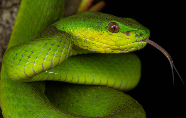 Обои картинки фото животные, змеи,  питоны,  кобры, змея, зеленая