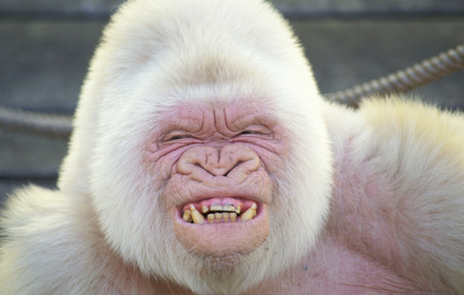 Обои картинки фото животные, обезьяны, альбинос, горилла