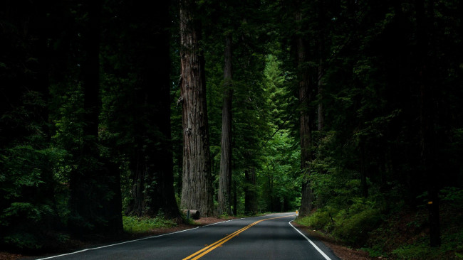 Обои картинки фото природа, дороги, лес, ночь
