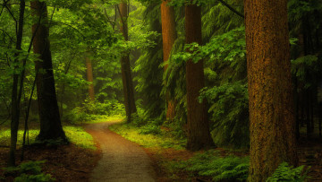 Картинка природа лес тропинка деревья