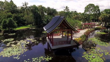Картинка природа парк пальмы лилии пагода водоем