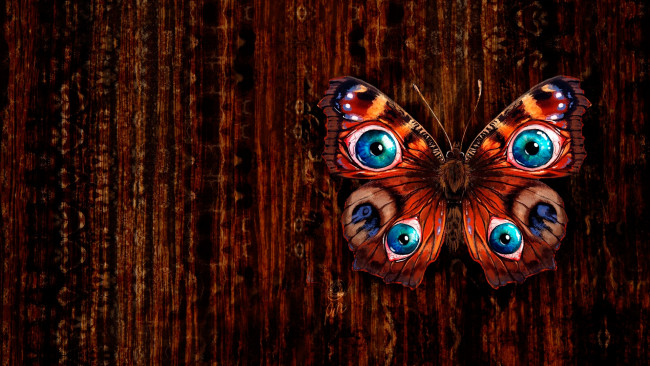 Животные Фото Бабочки