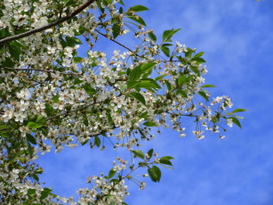 обоя цветы, сакура,  вишня, весна, 2018