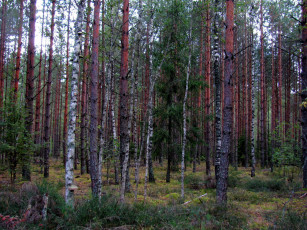Картинка природа лес сосны березки