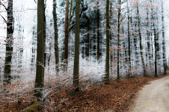 Картинка природа лес деревья снег