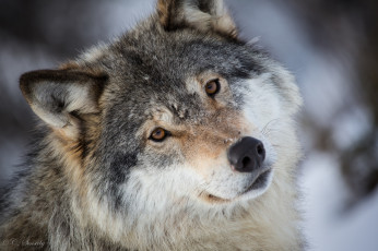 Картинка животные волки +койоты +шакалы взгляд