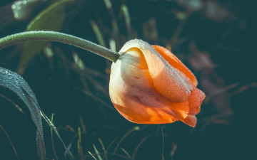 Картинка цветы тюльпаны бутон капли тюльпан