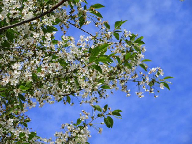 Обои картинки фото цветы, сакура,  вишня, весна, 2018