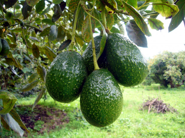 Обои картинки фото природа, плоды, авокадо