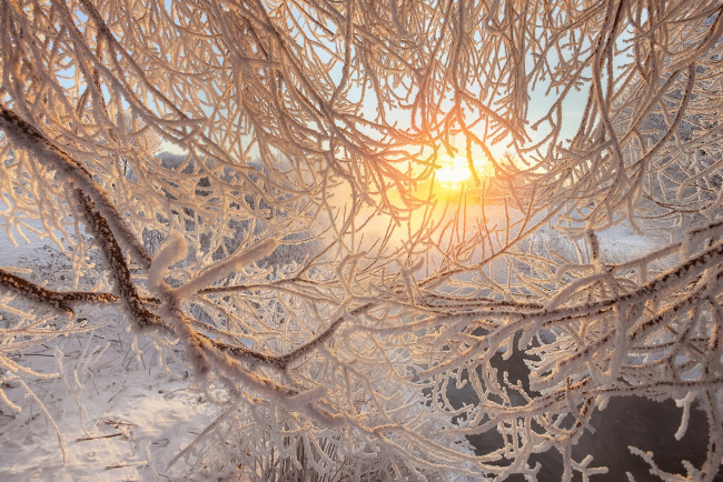 Обои картинки фото природа, зима, деревья, утро, иней