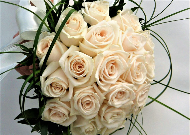 Обои картинки фото цветы, розы, лента, белые, букет