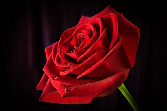 Картинка роза цветы розы красная цветок капли