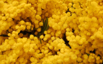 Картинка цветы мимоза желтый