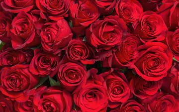 Картинка цветы розы красные много