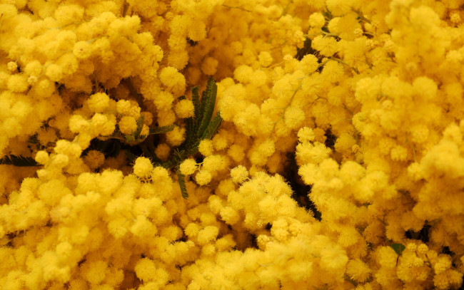 Обои картинки фото цветы, мимоза, желтый