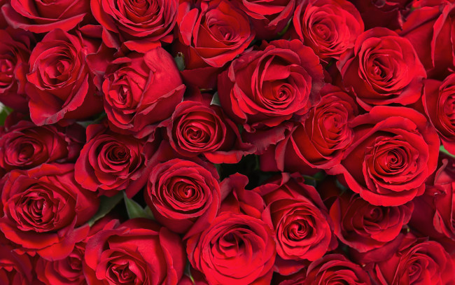 Обои картинки фото цветы, розы, красные, много