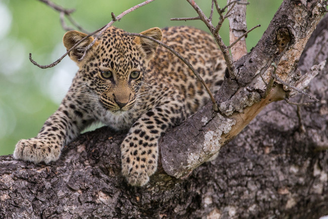 Обои картинки фото животные, леопарды, леопард, маленький, пятнистый, хищник, малыш, дерево, кошачьи