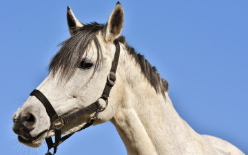 Картинка животные лошади лошадь белая голова уздечка
