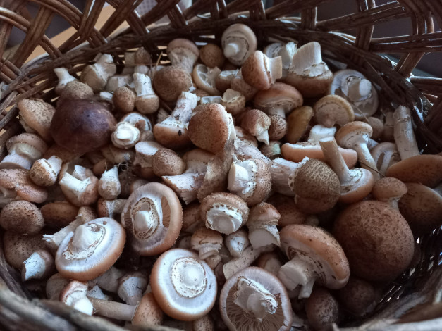 Обои картинки фото еда, грибы,  грибные блюда, лесные, опята